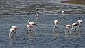 101 Walvis Bay, mola mola dolphin tour